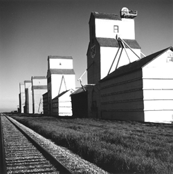 arrowwood