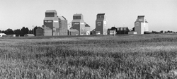 stavely