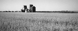 wymark