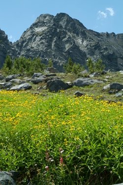 mountain wildflowers1
