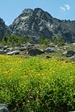 mtnwildflowers1