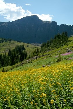 subalpine meadow1