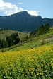 subalpinemeadow1