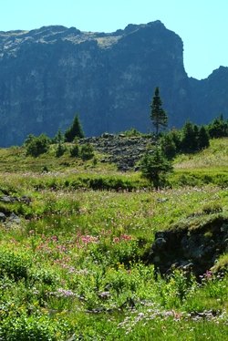 subalpine meadow2