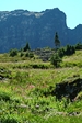 subalpinemeadow2